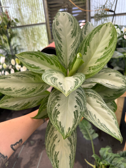 Silver Bay Algonema 6” - PlantlyAddicted