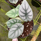 Silver Dragon Alocasia 4” - PlantlyAddicted