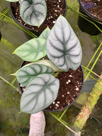 Silver Dragon Alocasia 4” - PlantlyAddicted