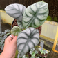 Silver Dragon Alocasia 4” - PlantlyAddicted