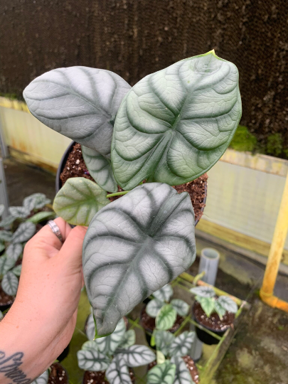 Silver Dragon Alocasia 4” - PlantlyAddicted