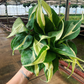 Silver stripe Philodendron - PlantlyAddicted