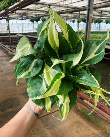 Silver stripe Philodendron - PlantlyAddicted