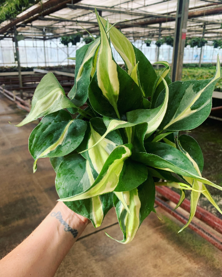Silver stripe Philodendron 6” - PlantlyAddicted