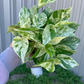 Snow queen Pothos 6” - PlantlyAddicted