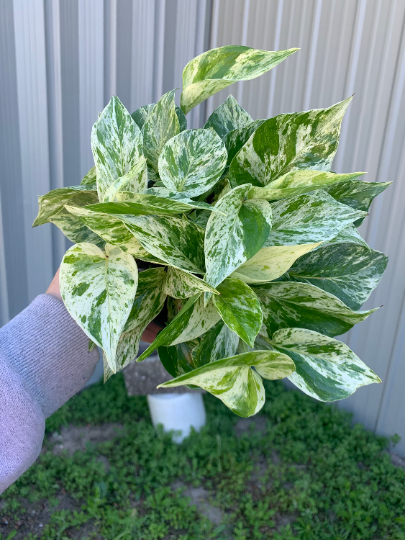 Snow queen Pothos 6” - PlantlyAddicted