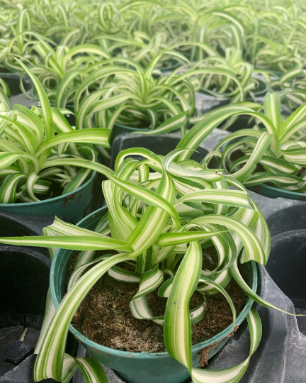 Bonnie Spider Plant - PlantlyAddicted