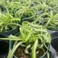 Bonnie Spider Plant - PlantlyAddicted