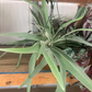 Staghorn Fern 8” HB - PlantlyAddicted