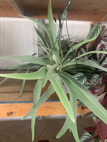 Staghorn Fern 8” HB - PlantlyAddicted