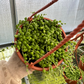 String of pearls - PlantlyAddicted