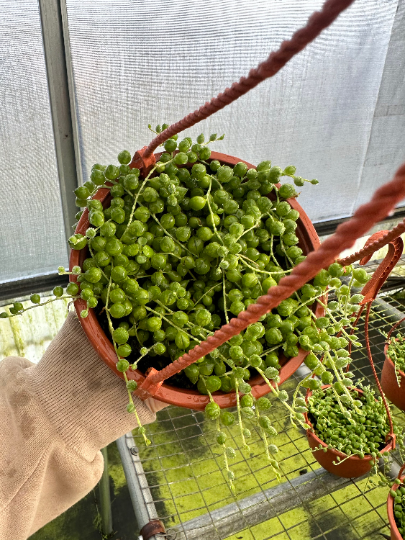 String of pearls - PlantlyAddicted