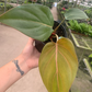 Summer Glory Philodendron 4” - PlantlyAddicted