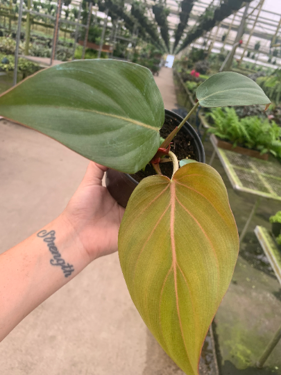 Summer Glory Philodendron 4” - PlantlyAddicted