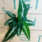 Syngonium Wendlanii 4” - PlantlyAddicted