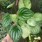 Variegated Peperomia 6” gold dust” - PlantlyAddicted