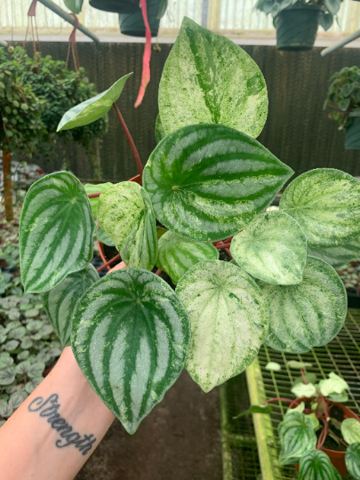 Variegated Peperomia 6” gold dust” - PlantlyAddicted