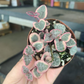 Variegated string of hearts 2” - PlantlyAddicted