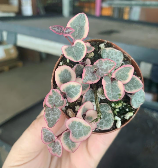 Variegated string of hearts 2” - PlantlyAddicted