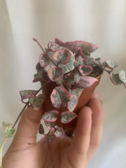 Variegated string of hearts 2” - PlantlyAddicted