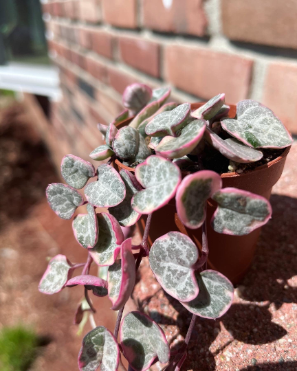 Variegated string of hearts 2” - PlantlyAddicted