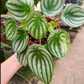 Peperomia Watermelon 4” - PlantlyAddicted