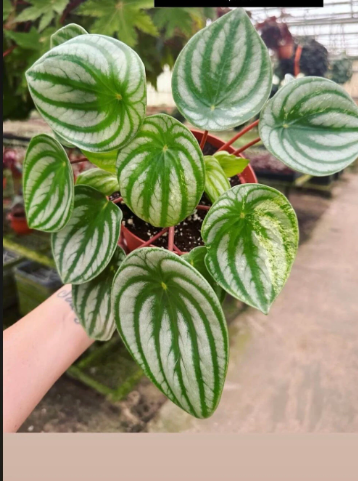 Peperomia Watermelon 4” - PlantlyAddicted