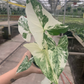 Syngonium Albo 4” sellers choice - PlantlyAddicted