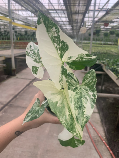 Syngonium Albo 4” sellers choice - PlantlyAddicted