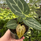 anthurium crystallinum 4” - PlantlyAddicted