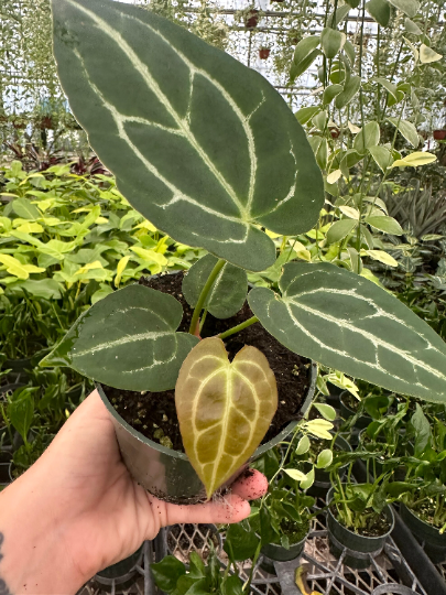 anthurium crystallinum 4” - PlantlyAddicted