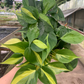 Brasil philodendron 6” - PlantlyAddicted