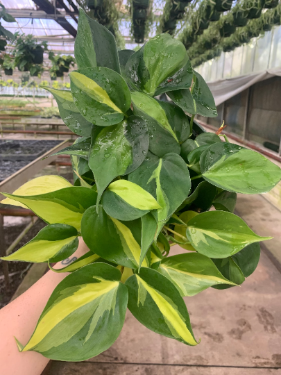 Brasil philodendron 6” - PlantlyAddicted