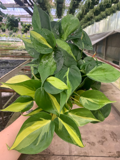 philodendron brasil 6 inch Philodendron Brasil 6