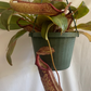 Nepenthes Miranda 8” hanging basket/ pitcher plant/ carnivorous plant - PlantlyAddicted