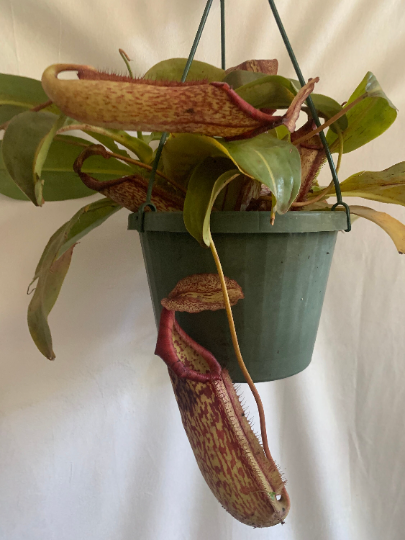 Nepenthes Miranda 8” hanging basket/ pitcher plant/ carnivorous plant - PlantlyAddicted