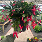 Christmas Cactus 8" - PlantlyAddicted