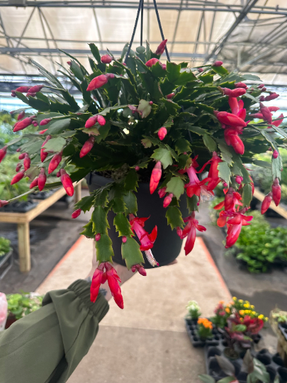 Christmas Cactus 8" - PlantlyAddicted