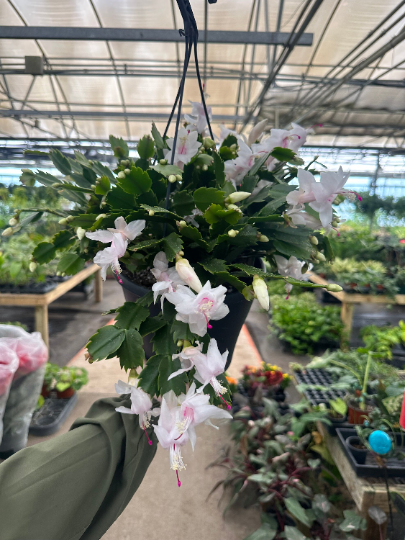 Christmas Cactus 8" - PlantlyAddicted