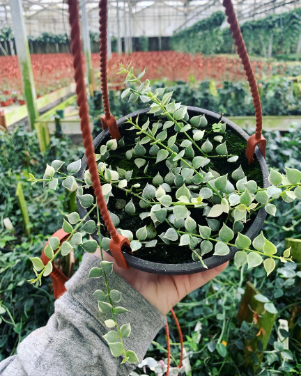 Variegated million of hearts 5” - PlantlyAddicted