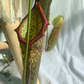 Nepenthes Miranda 8” hanging basket/ pitcher plant/ carnivorous plant - PlantlyAddicted