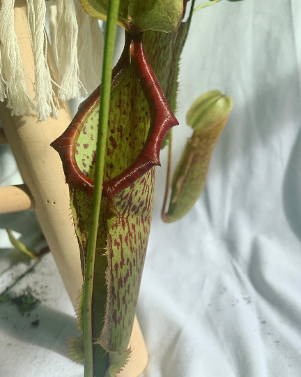 Nepenthes Miranda 8” hanging basket/ pitcher plant/ carnivorous plant - PlantlyAddicted