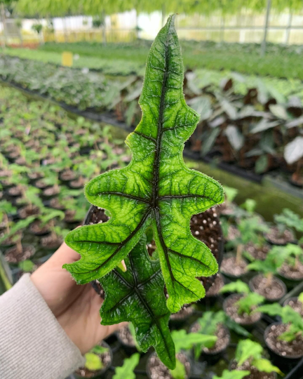 Alocasia Jacklyn 4” - PlantlyAddicted