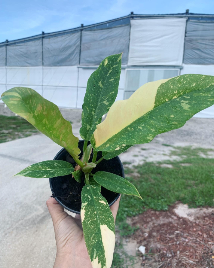 Ring of Fire Philodendron/ LIVE PLANT 4” - PlantlyAddicted