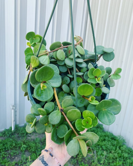 Peperomia Hope 8” HB XL - PlantlyAddicted