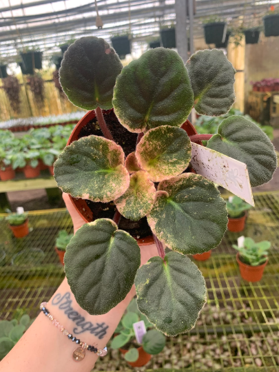 Harmonys hot flash/ variegated African Violet - PlantlyAddicted