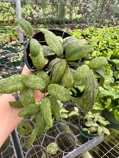 Hoya Sigillatis 'Round Leaf' 4” - PlantlyAddicted