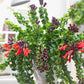 Aeschynanthus Twister Lipstick 6"