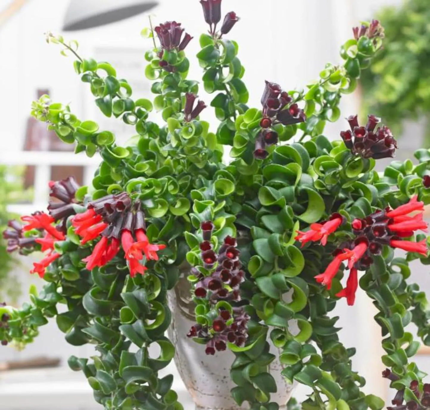 Aeschynanthus Twister Lipstick 6"