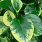 Peperomia Marble 4"